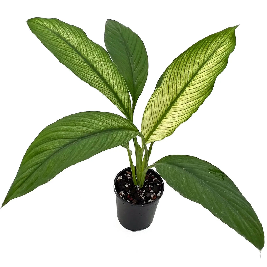 Spathiphyllum Sensation Variegated | Indoor Plant | Chalet Boutique - Australia