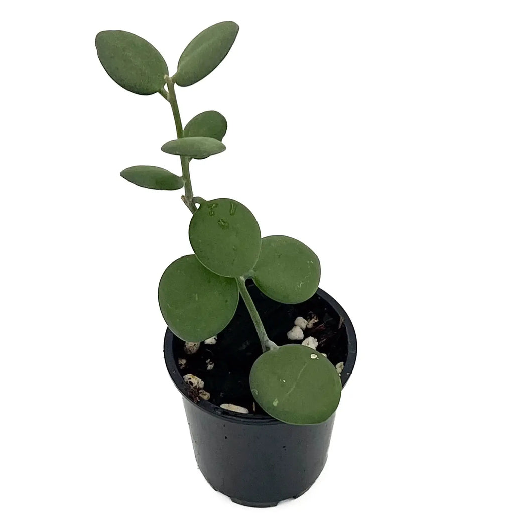 Silver Dollar Vine in pot, a rare indoor plant with round, flat leaves, ideal for Australian plant lovers.