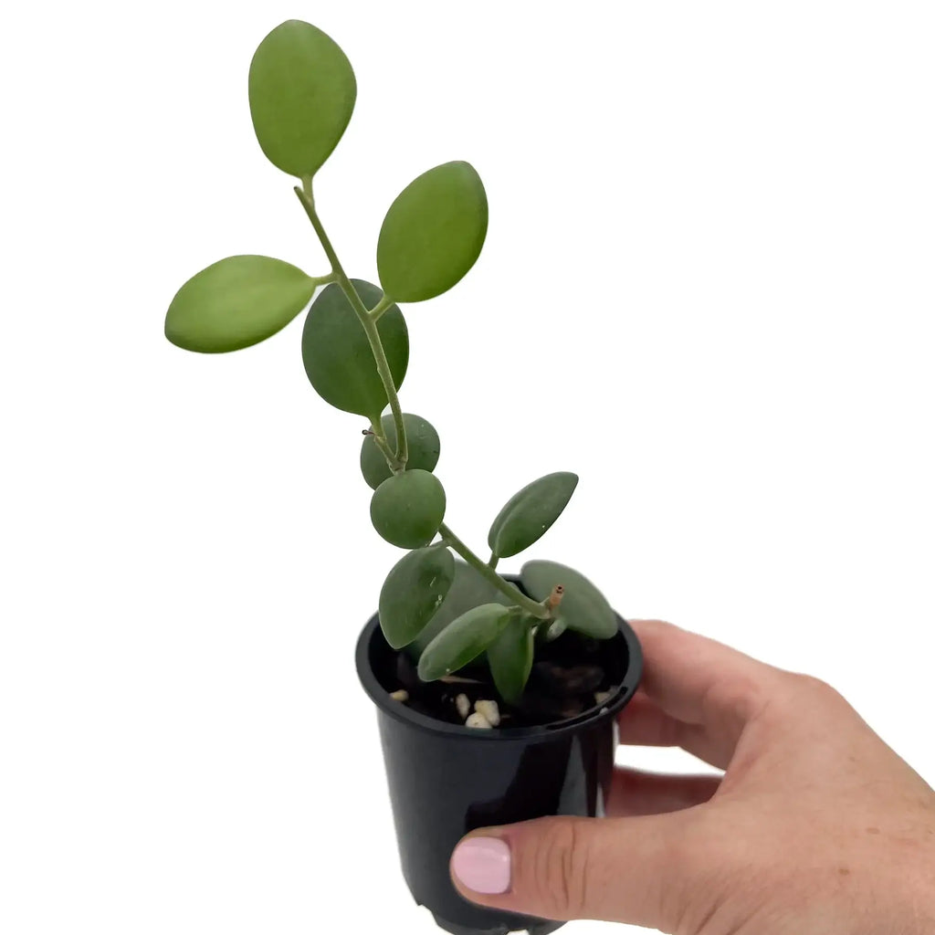 Silver Dollar Vine in a black pot, featuring round, flat pale green leaves, ideal for indoor plant enthusiasts.