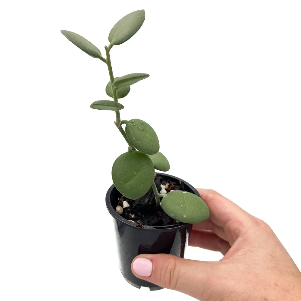 Silver Dollar Vine in a pot, ideal rare indoor plant for Australian homes, available online with express shipping.