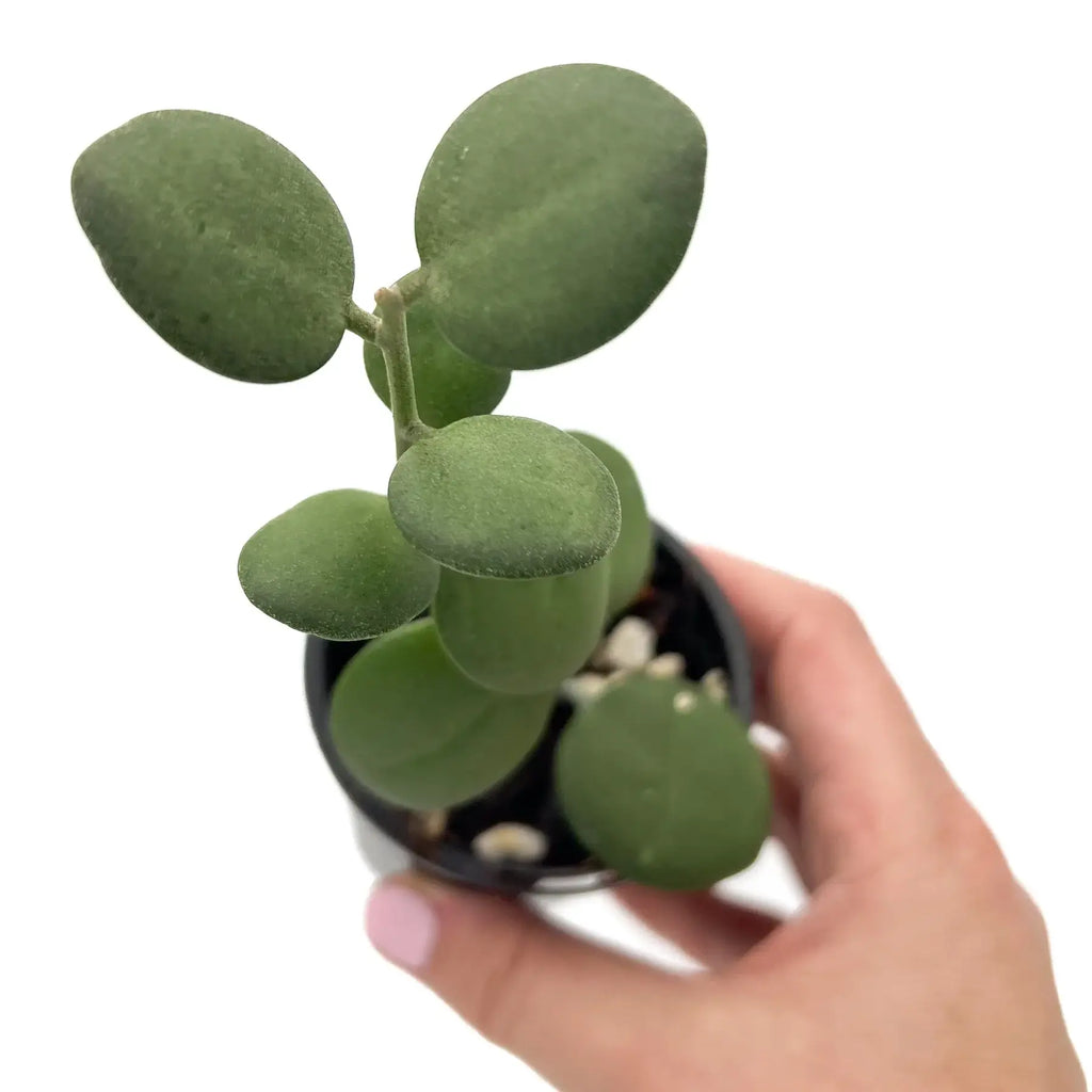 Hand holding a Silver Dollar Vine, a rare indoor plant with round, green leaves, ideal for Australian gardens.