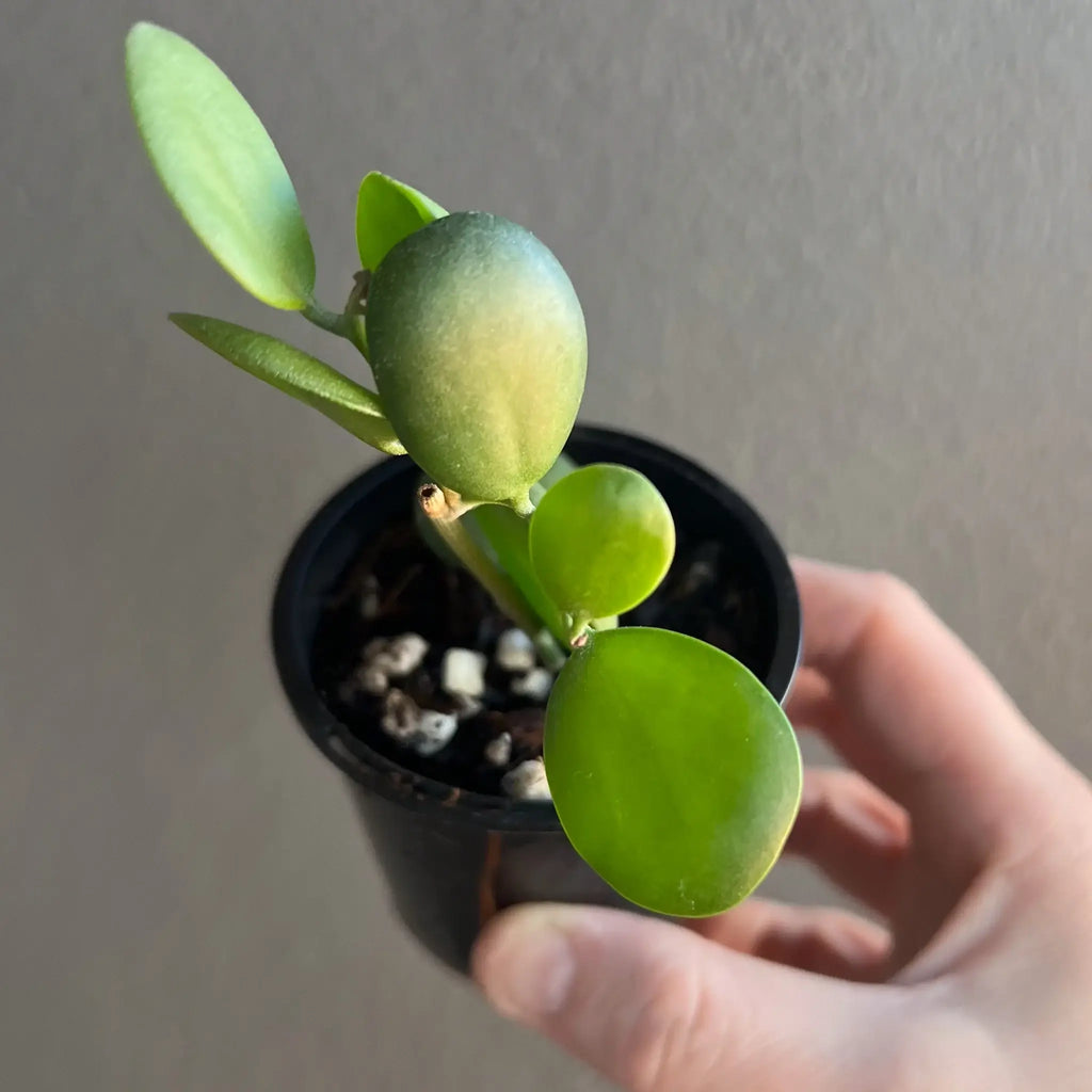 Xerosicyos Danguyi Silver Dollar Vine in a pot, showcasing its unique round leaves. Ideal rare indoor plant from Chalet Boutique, Australia.