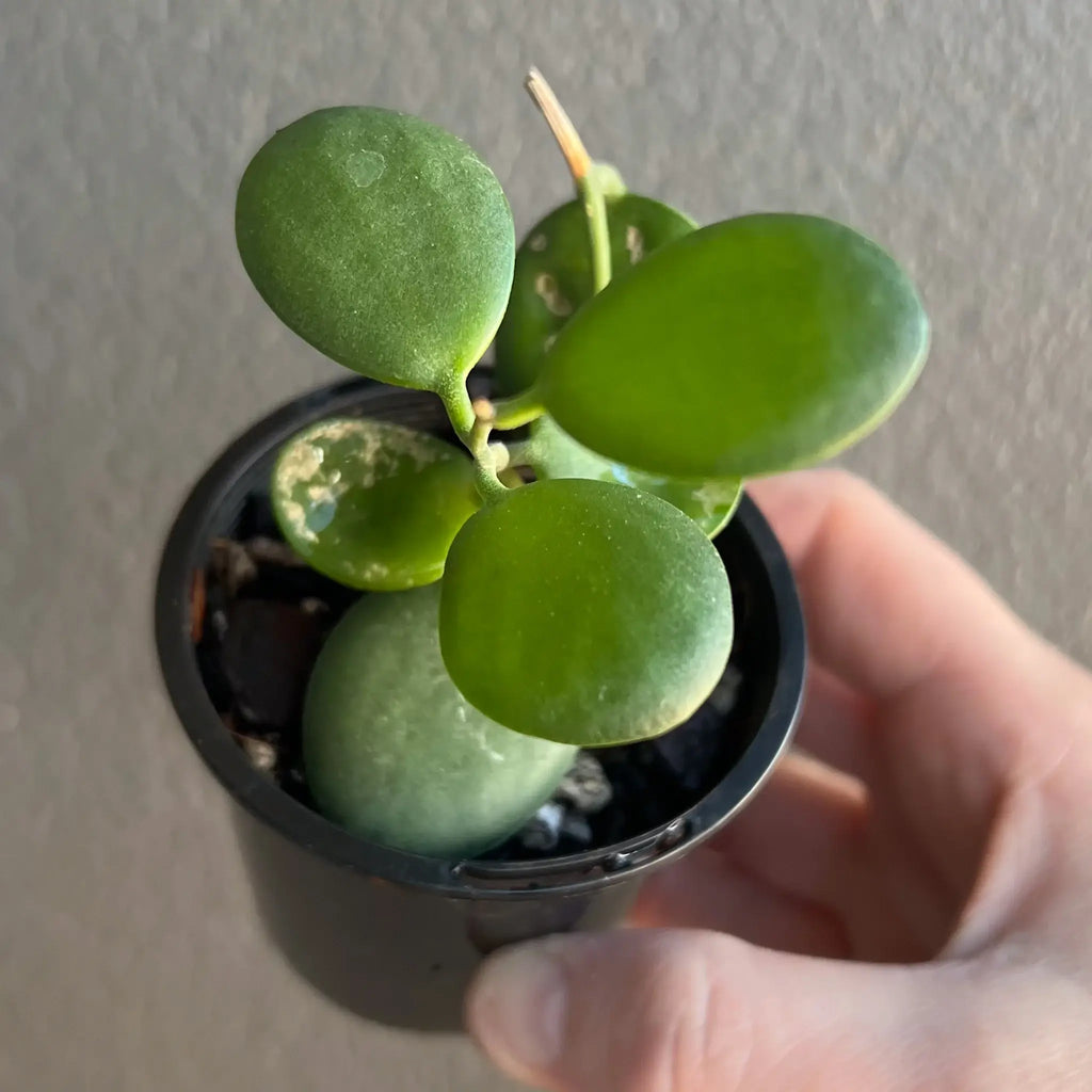 Xerosicyos Danguyi Silver Dollar Vine in a pot, showcasing unique round leaves. Buy indoor plants online at Chalet Boutique, Australia.