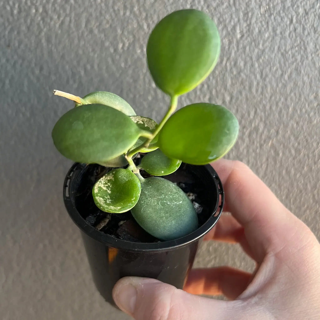 Xerosicyos Danguyi 'Silver Dollar Vine' in a black pot, showcasing its unique round leaves. Chalet Boutique, Australia.