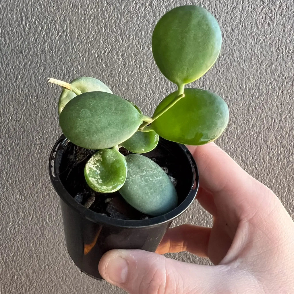 Xerosicyos Danguyi 'Silver Dollar Vine' in a black pot held by a hand, showcasing unique round leaves. Chalet Boutique, Australia.