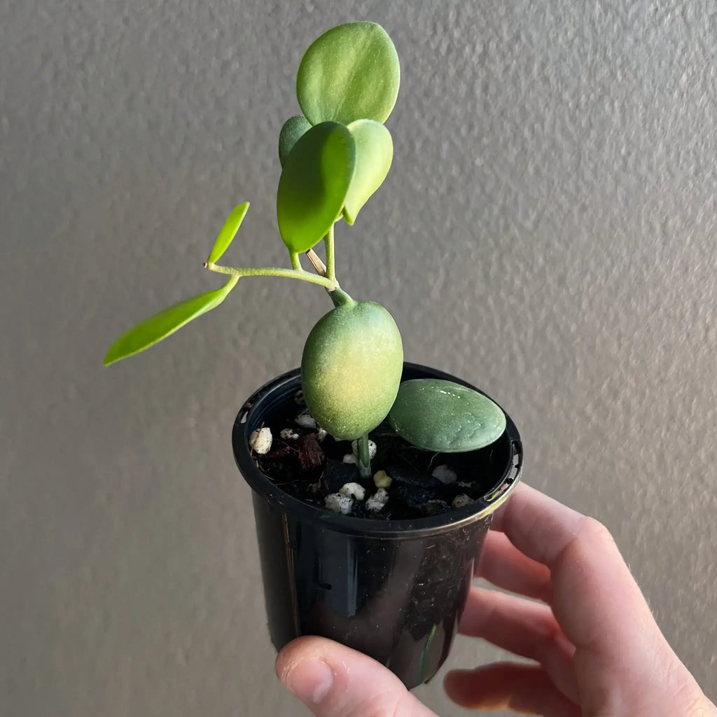 Xerosicyos Danguyi 'Silver Dollar Vine' in hand, a unique indoor plant from Madagascar. Buy rare plants online at Chalet Boutique, Australia.