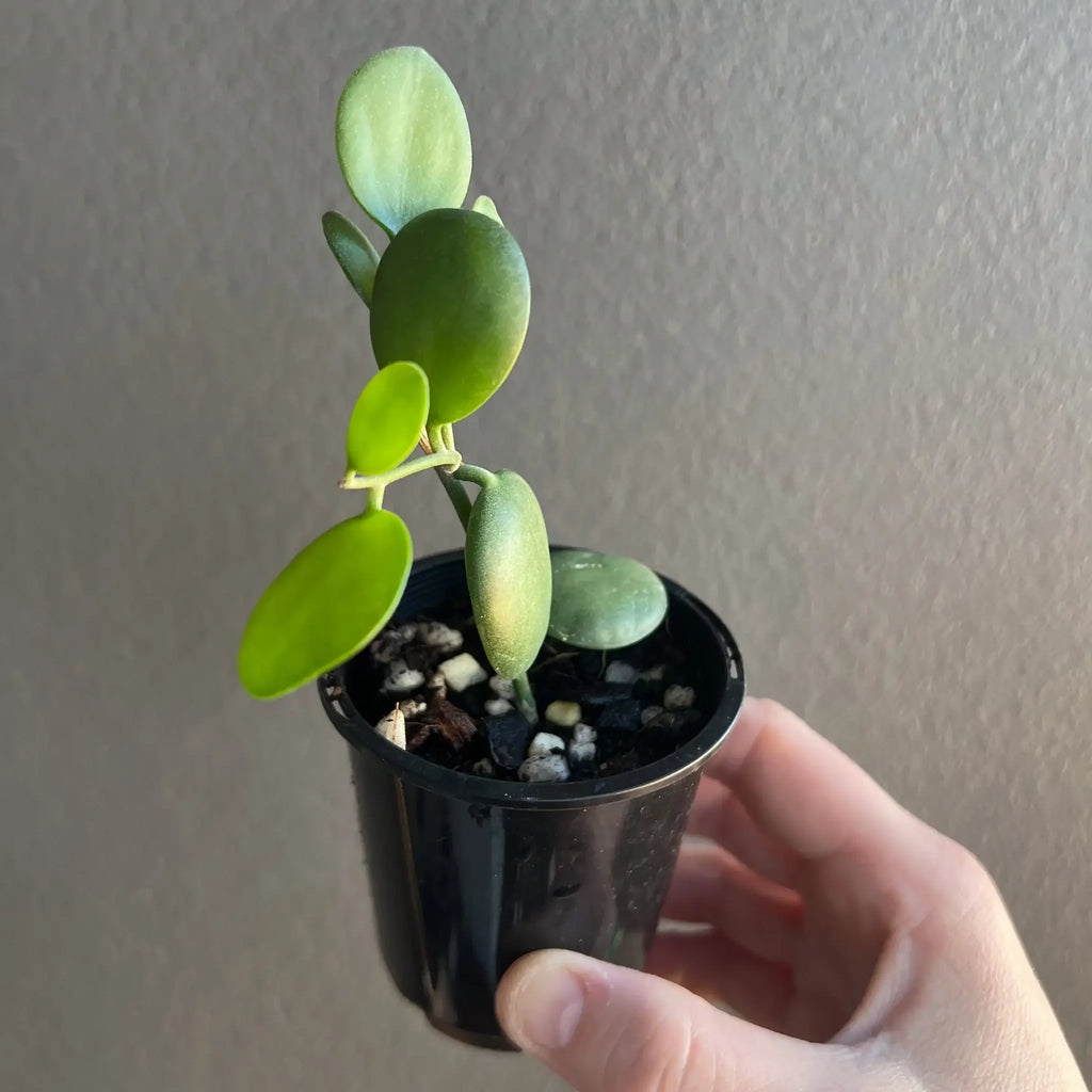 Xerosicyos Danguyi 'Silver Dollar Vine' in a pot, perfect for unique indoor plants Australia. Buy rare plants online at Chalet Boutique, Australia.