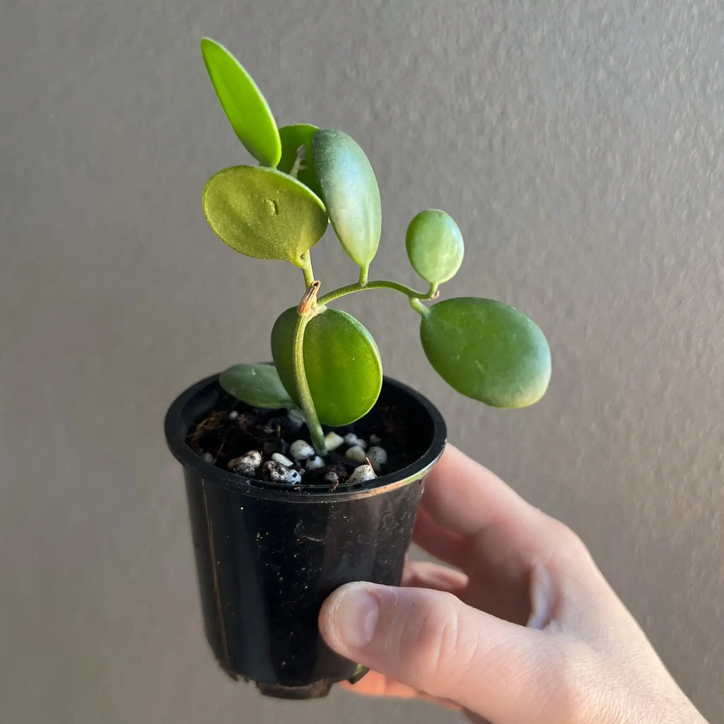 Xerosicyos Danguyi 'Silver Dollar Vine' plant in black pot, perfect for unique indoor plants. Chalet Boutique, Australia.
