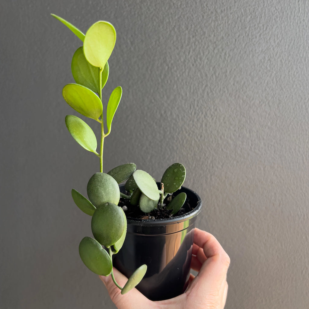 Hand holding a Xerosicyos danguyi Silver Dollar Vine showing round plump leaves with a pale silver green tone and a smooth matte surface.