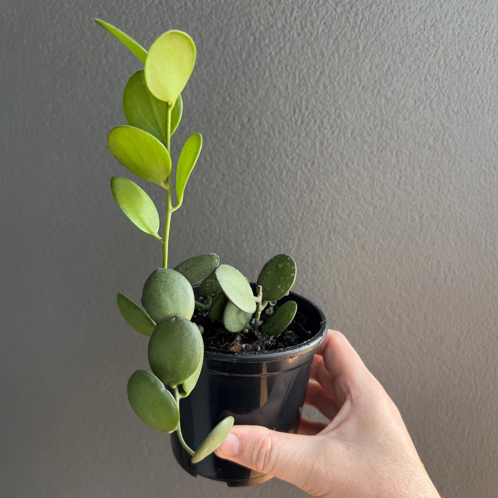 Close view of Xerosicyos danguyi Silver Dollar Vine in hand highlighting the thick coin shaped foliage, soft powdery texture and firm upright stems.
