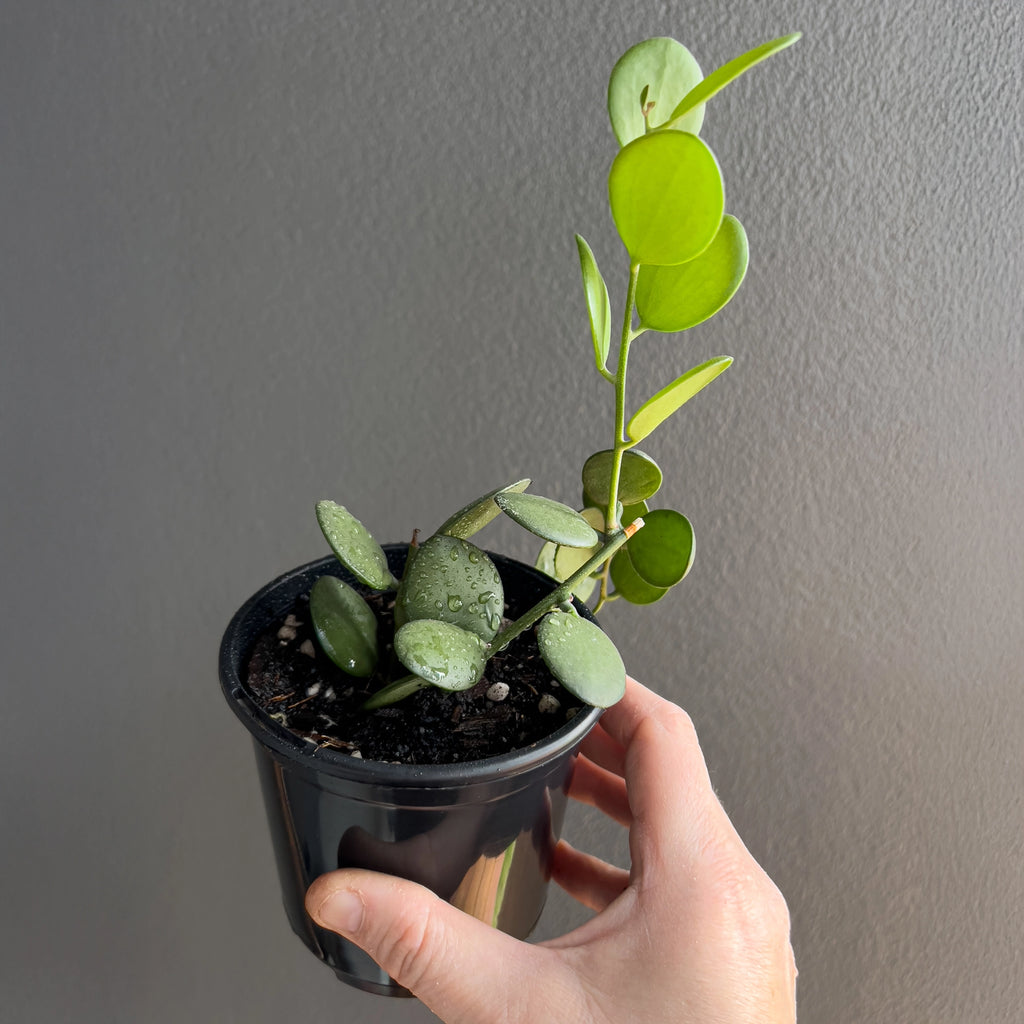 Xerosicyos danguyi Silver Dollar Vine in a black nursery pot with trailing woody vines and evenly spaced circular leaves against a neutral background.