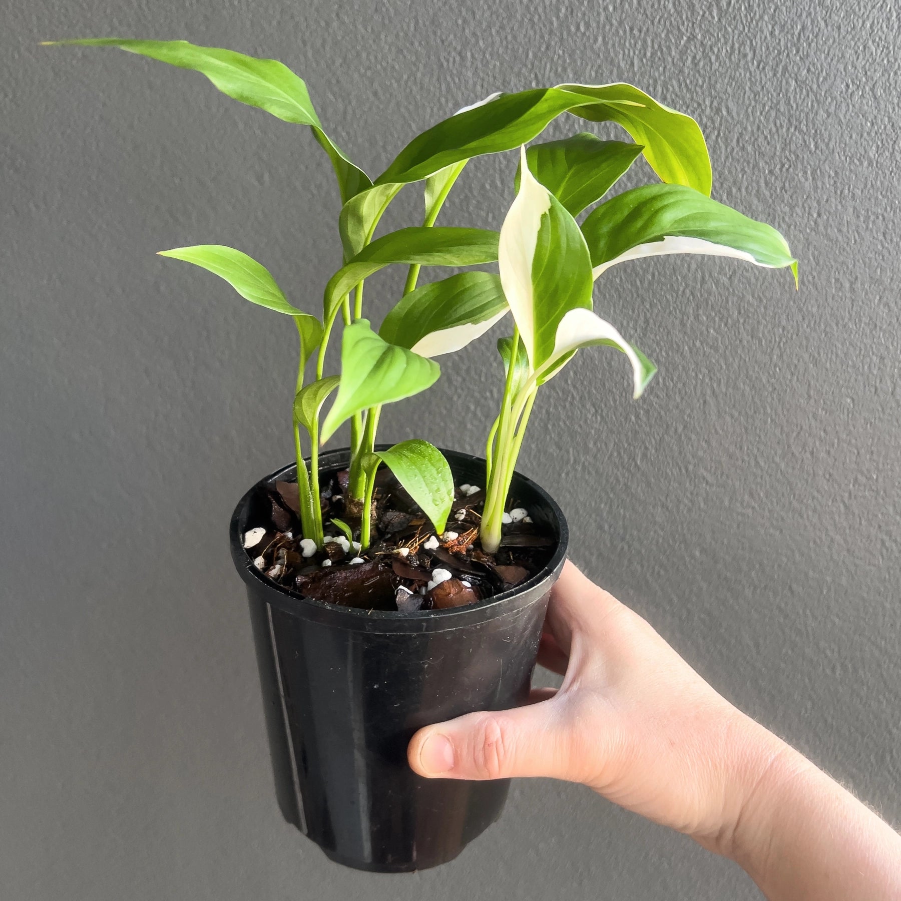 Buy Spathiphyllum Picasso