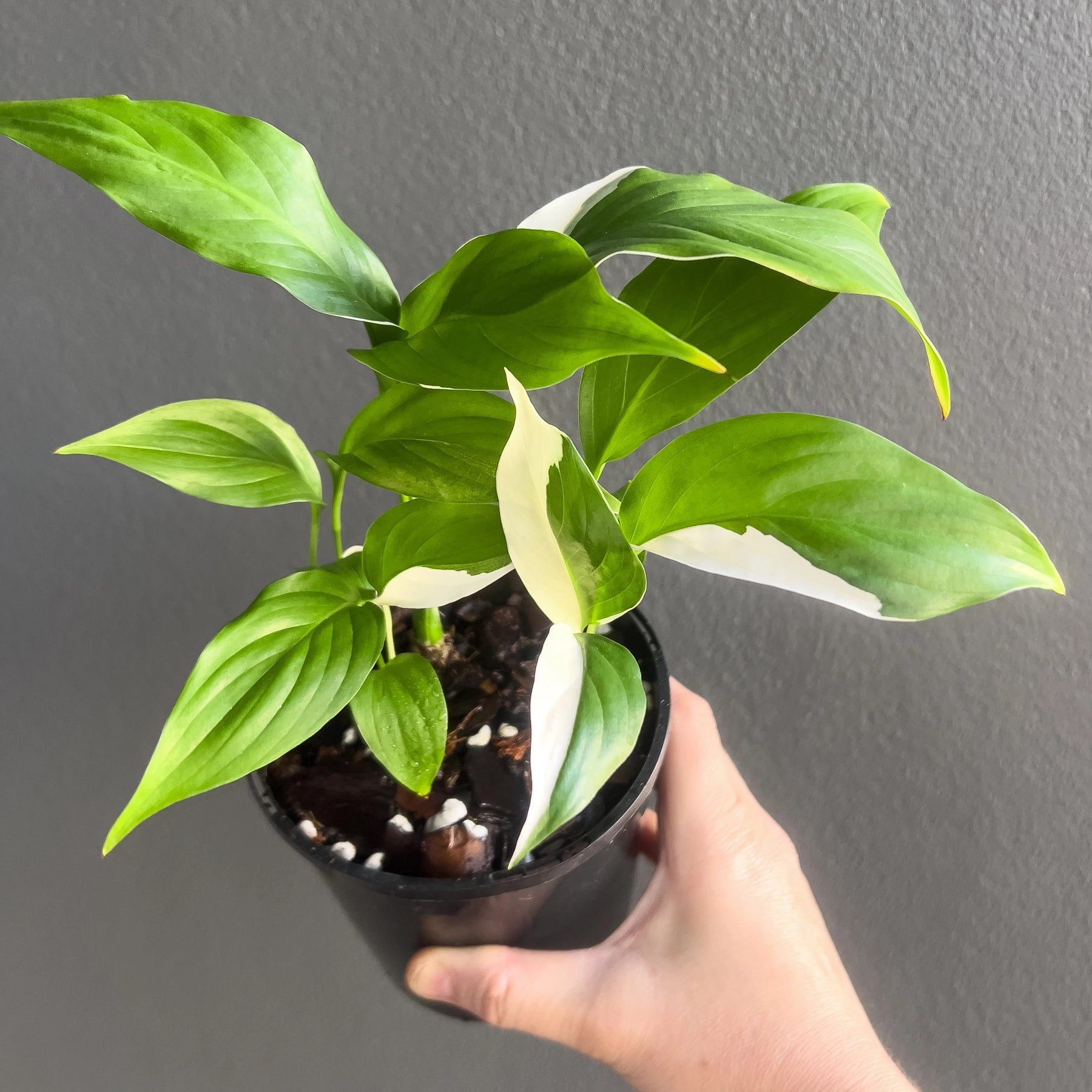 peace lily picasso Buy Spathiphyllum Picasso