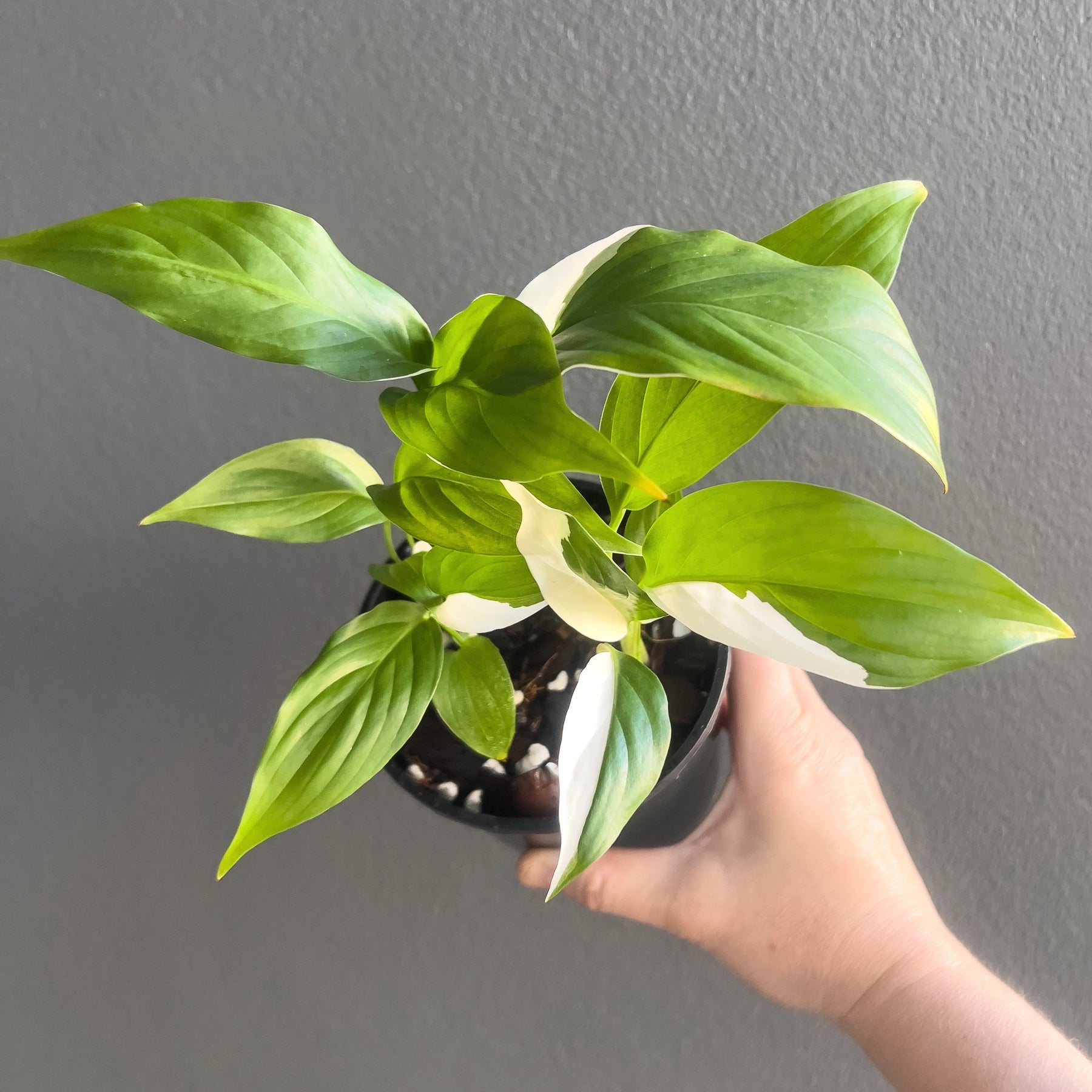 Buy Spathiphyllum Picasso