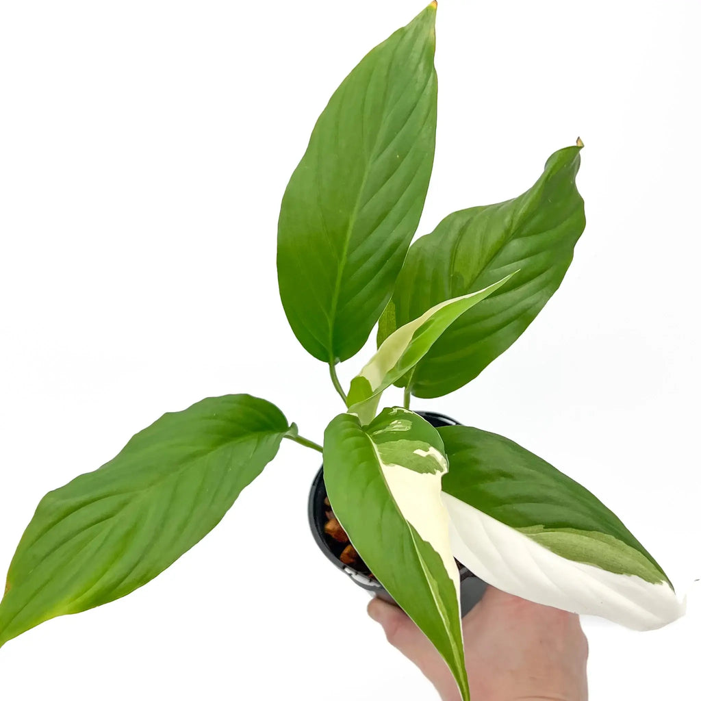 Spathiphyllum Picasso plant with variegated leaves in pot, ideal for indoor spaces, available at Chalet Boutique, Australia.