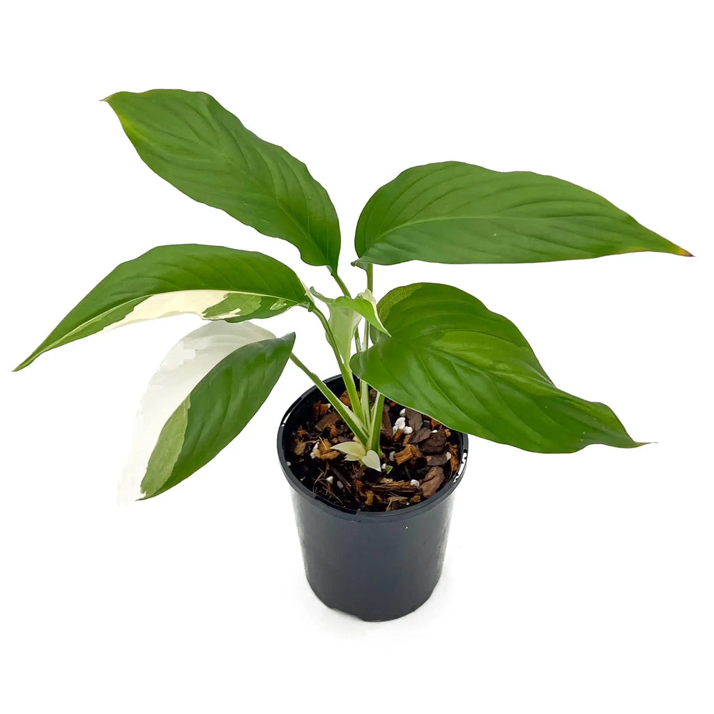 Spathiphyllum Picasso, a rare variegated Peace Lily in pot, showcasing unique leaf patterns. Buy indoor plants online at Chalet Boutique, Australia.