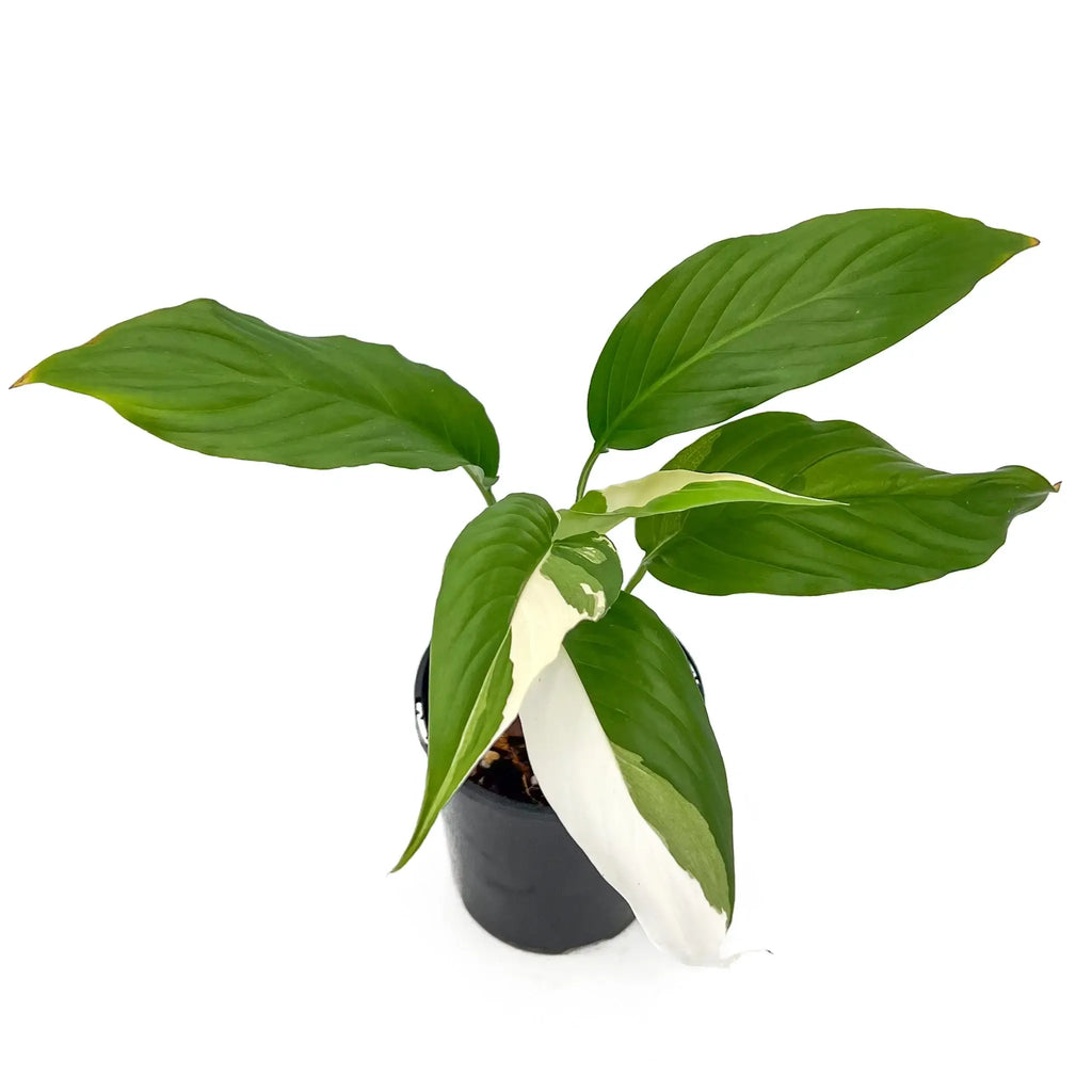 Spathiphyllum Picasso plant with unique variegated leaves, ideal for indoor settings. Available at Chalet Boutique, Australia.