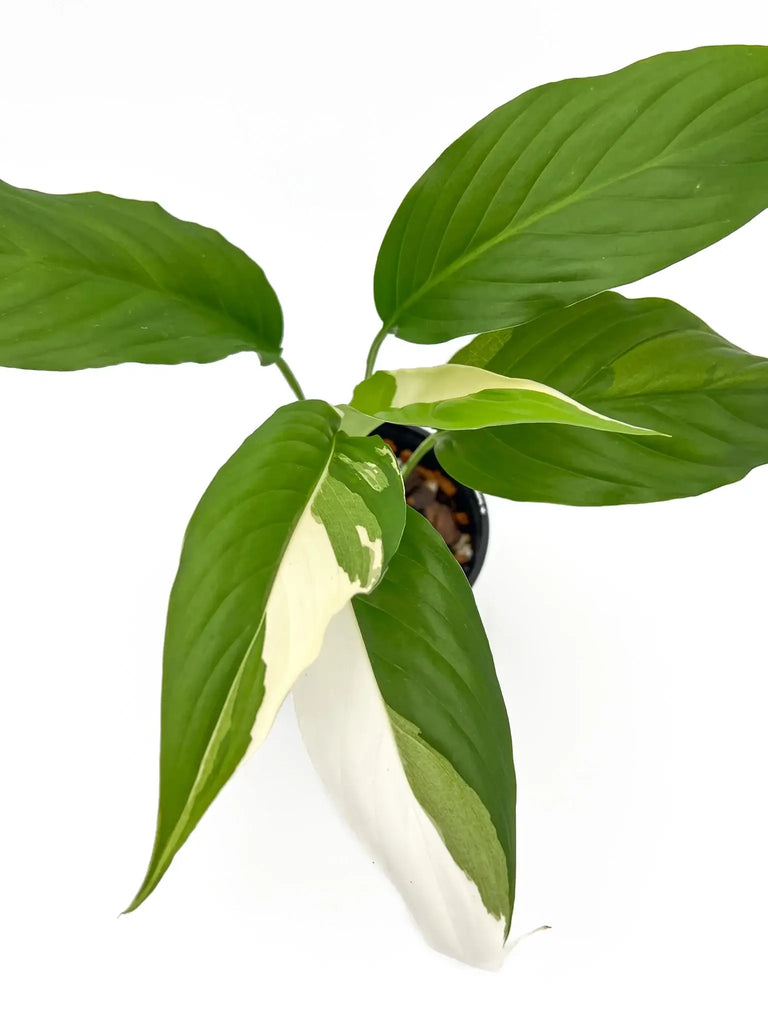 Spathiphyllum Picasso with variegated leaves in a pot, perfect rare indoor plants for sale at Chalet Boutique, Australia.