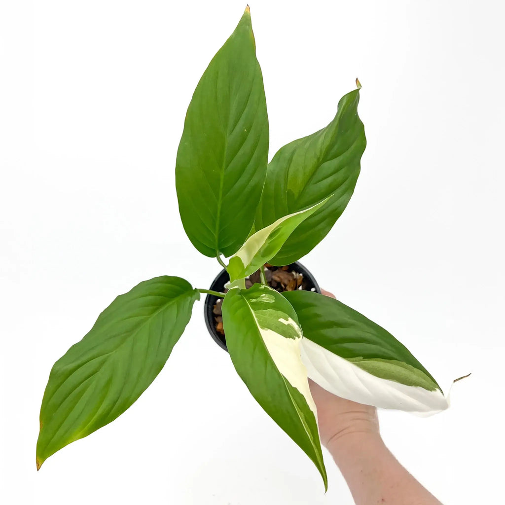 Spathiphyllum Picasso variegated Peace Lily showcasing unique leaves, ideal for indoor plant lovers. Chalet Boutique, Australia.