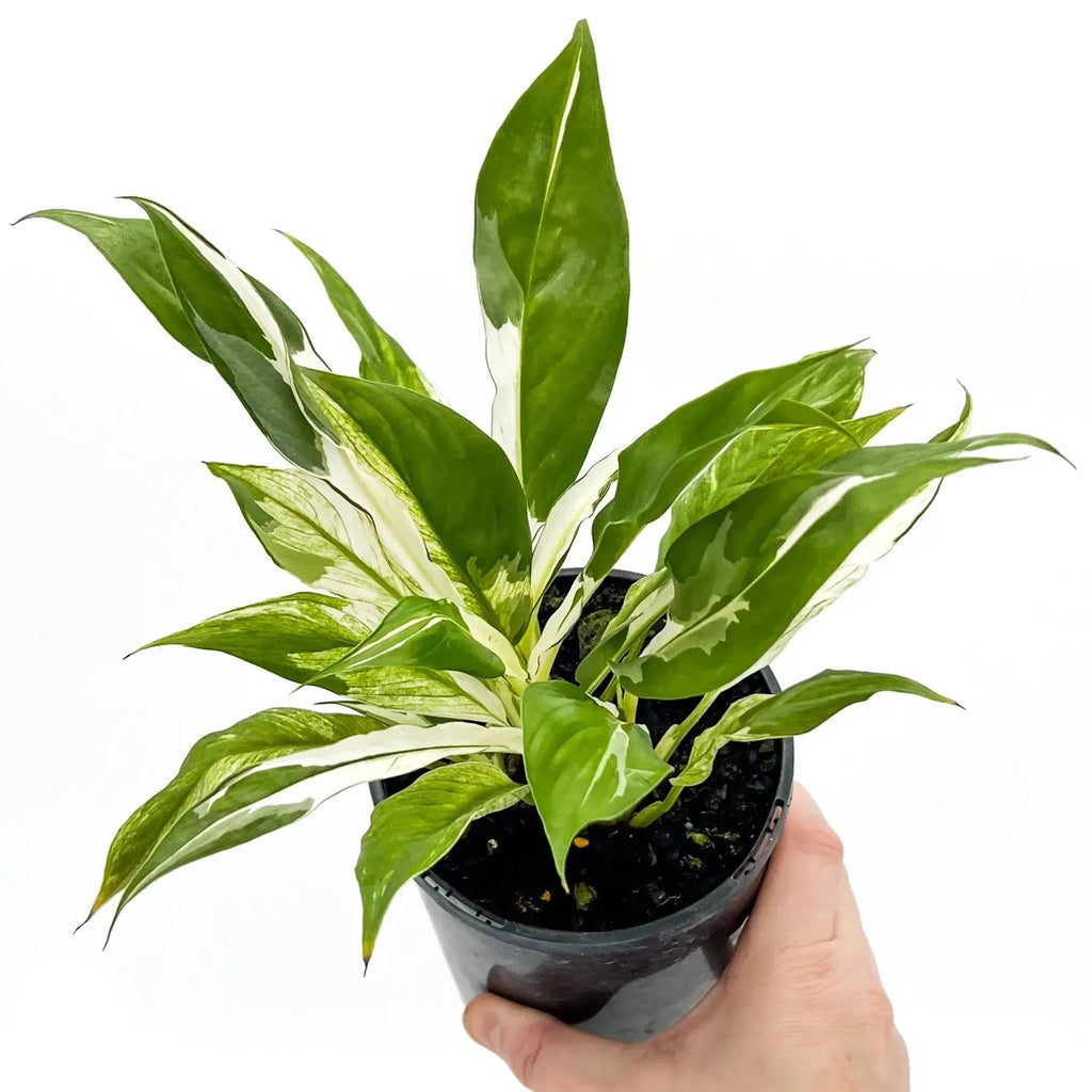 Spathiphyllum floribundum variegata | Indoor Plant | Chalet Boutique - Australia