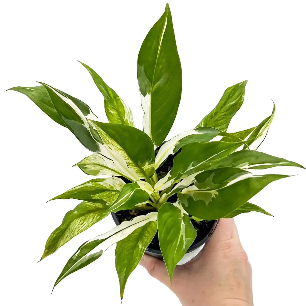 Spathiphyllum floribundum variegata | Indoor Plant | Chalet Boutique - Australia