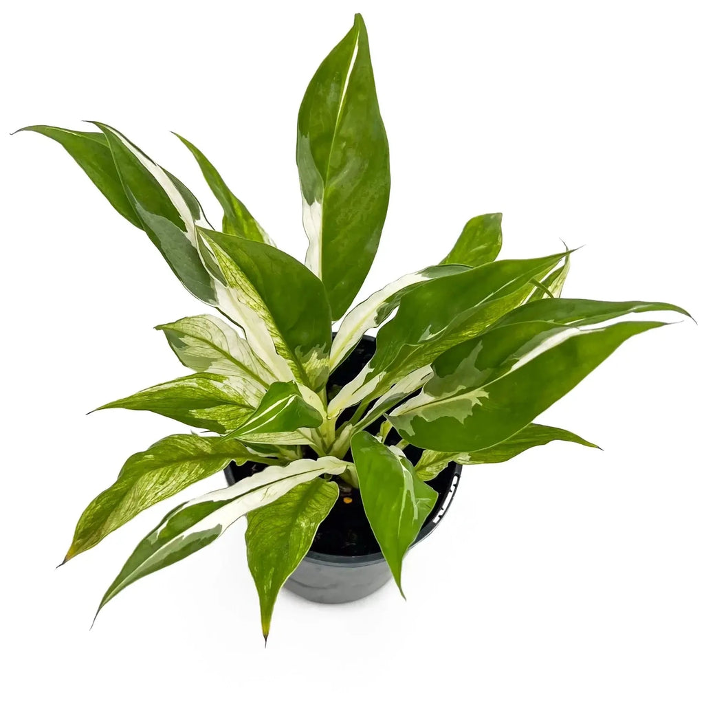 Spathiphyllum floribundum variegata | Indoor Plant | Chalet Boutique - Australia