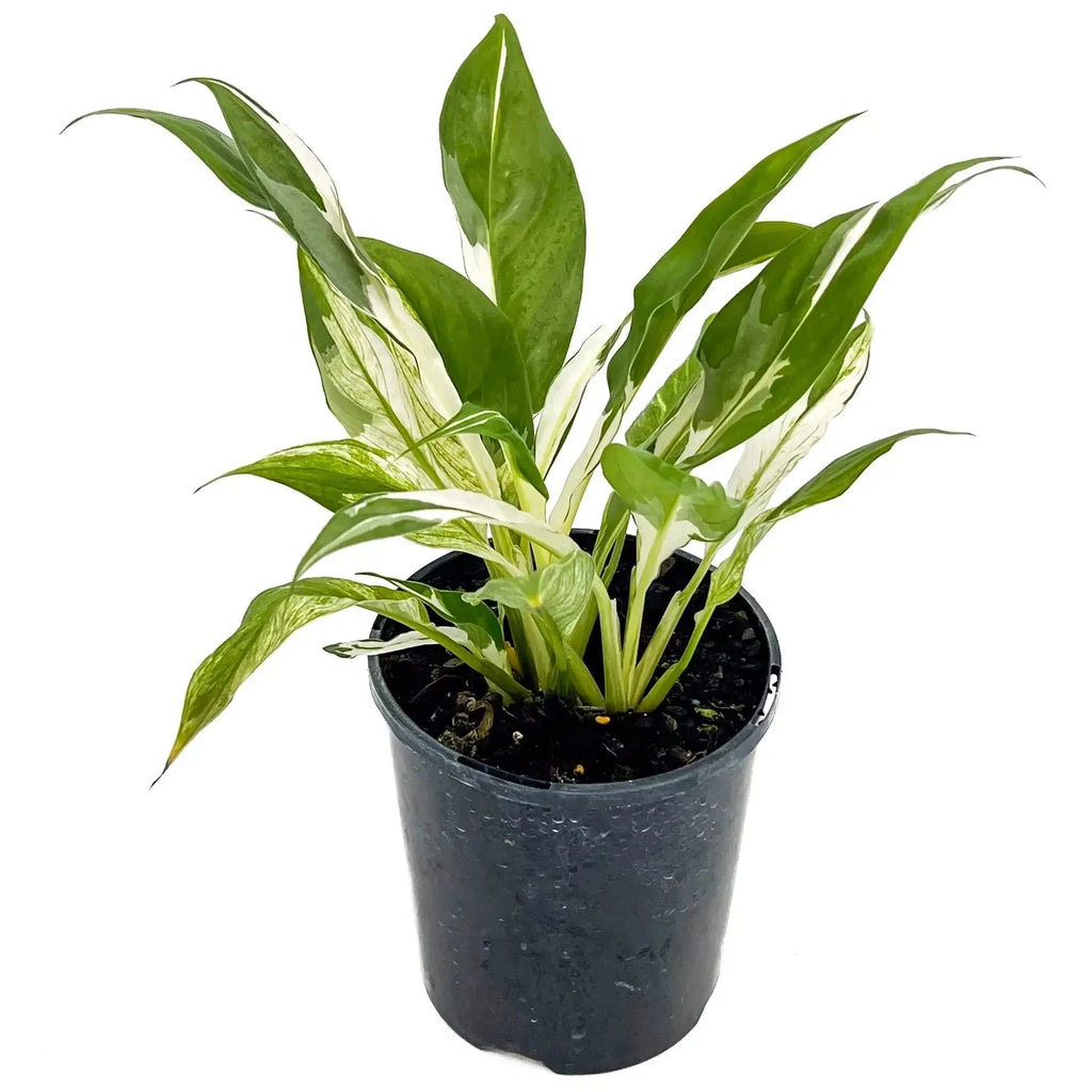 Spathiphyllum floribundum variegata | Indoor Plant | Chalet Boutique - Australia