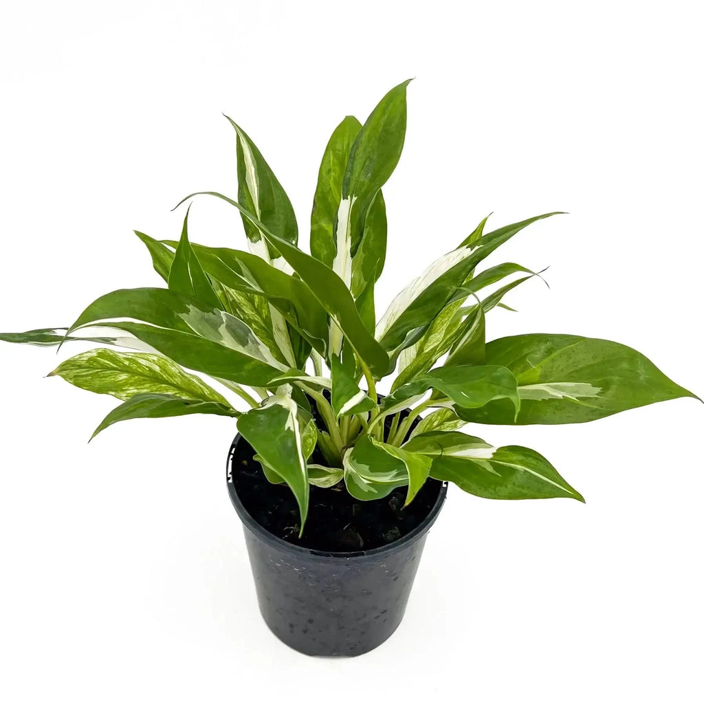 Spathiphyllum floribundum variegata | Indoor Plant | Chalet Boutique - Australia