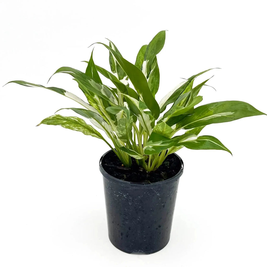 Spathiphyllum floribundum variegata | Indoor Plant | Chalet Boutique - Australia