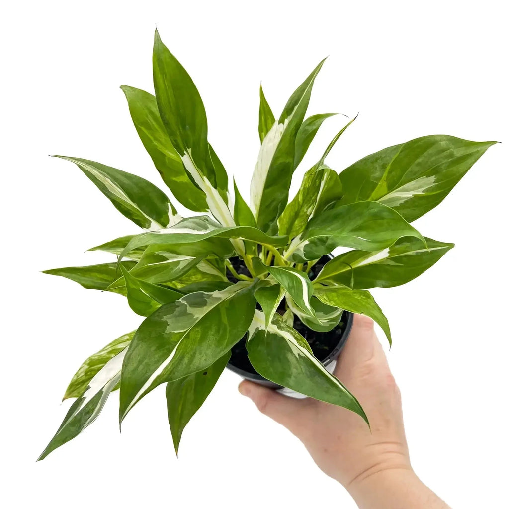 Spathiphyllum floribundum variegata | Indoor Plant | Chalet Boutique - Australia