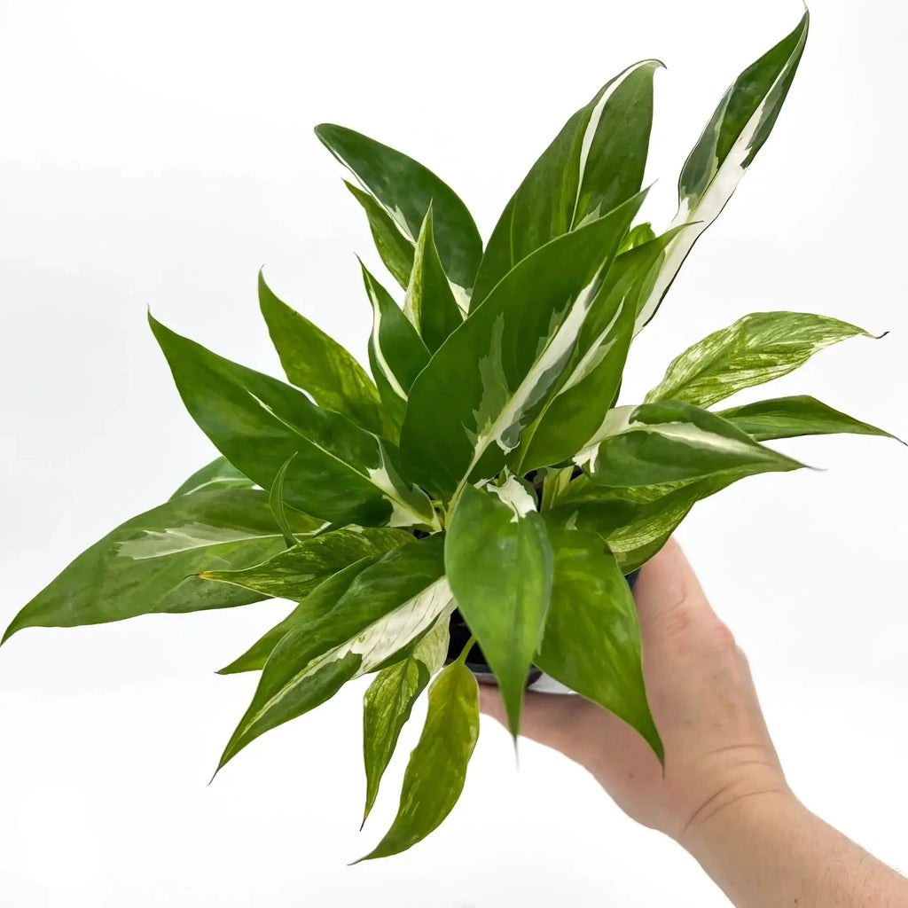 Spathiphyllum floribundum variegata | Indoor Plant | Chalet Boutique - Australia