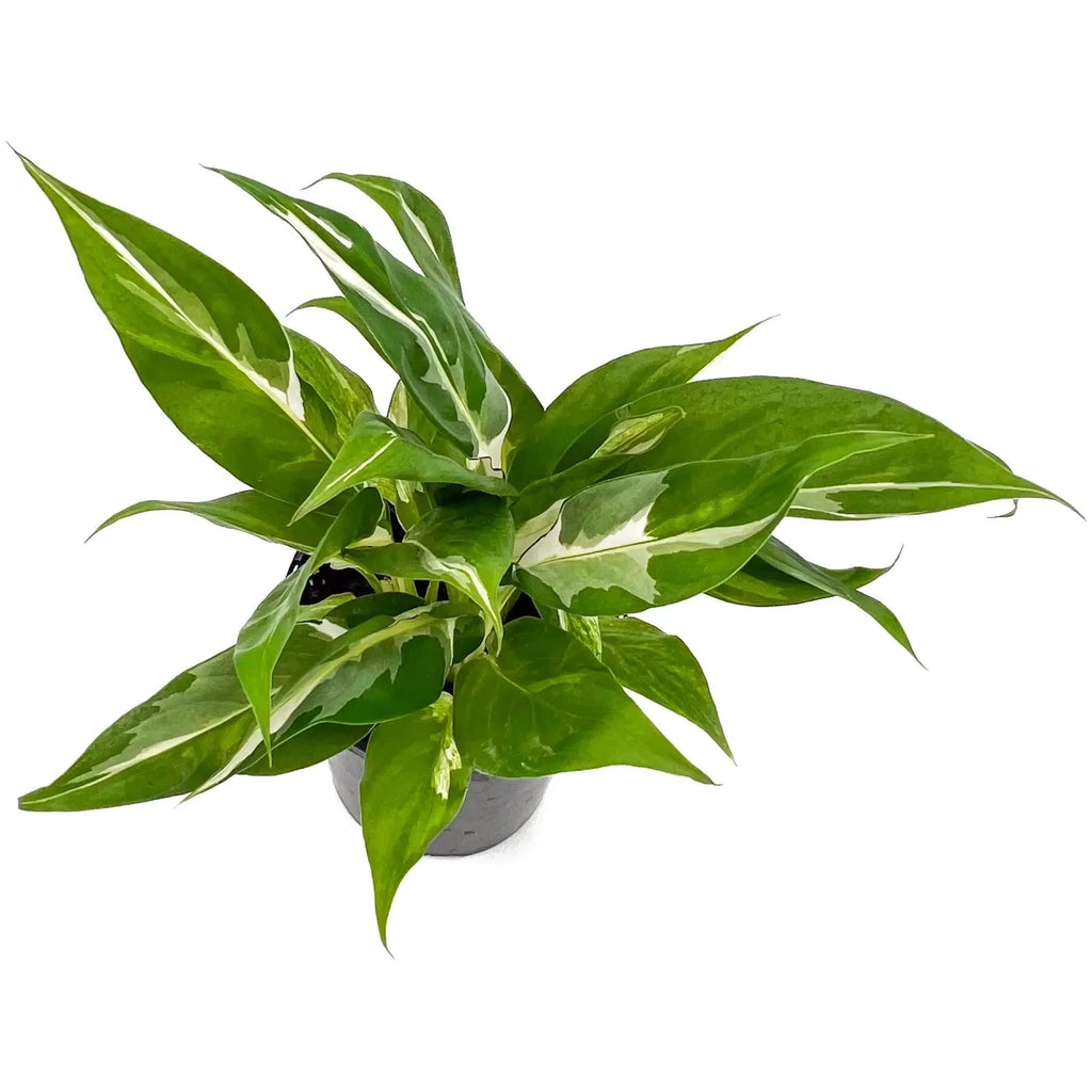 Spathiphyllum floribundum variegata | Indoor Plant | Chalet Boutique - Australia