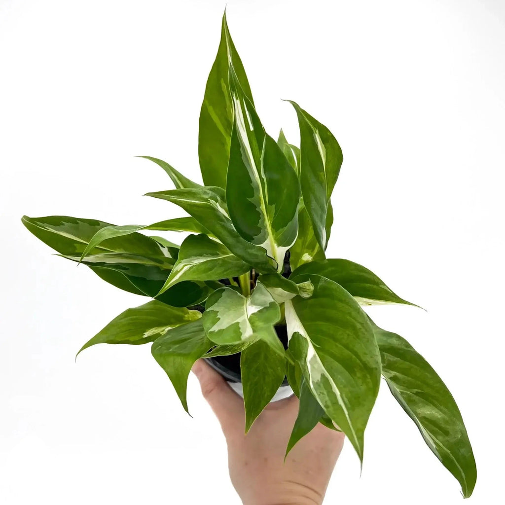 Spathiphyllum floribundum variegata | Indoor Plant | Chalet Boutique - Australia