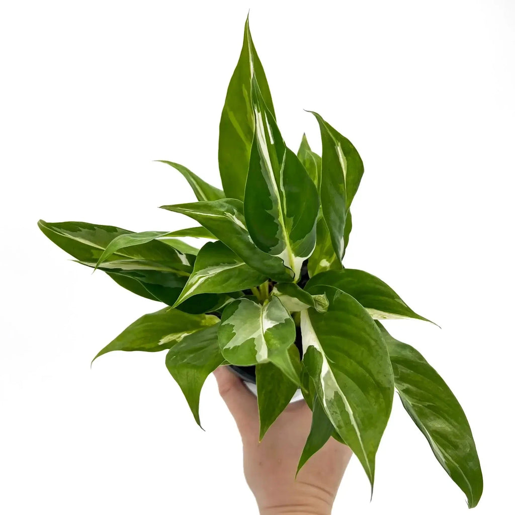 Spathiphyllum floribundum variegata | Indoor Plant | Chalet Boutique - Australia