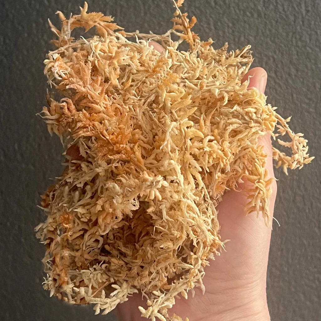 Hand holding premium NZ sphagnum moss, ideal for potting and propagation. Chalet Boutique, Australia.