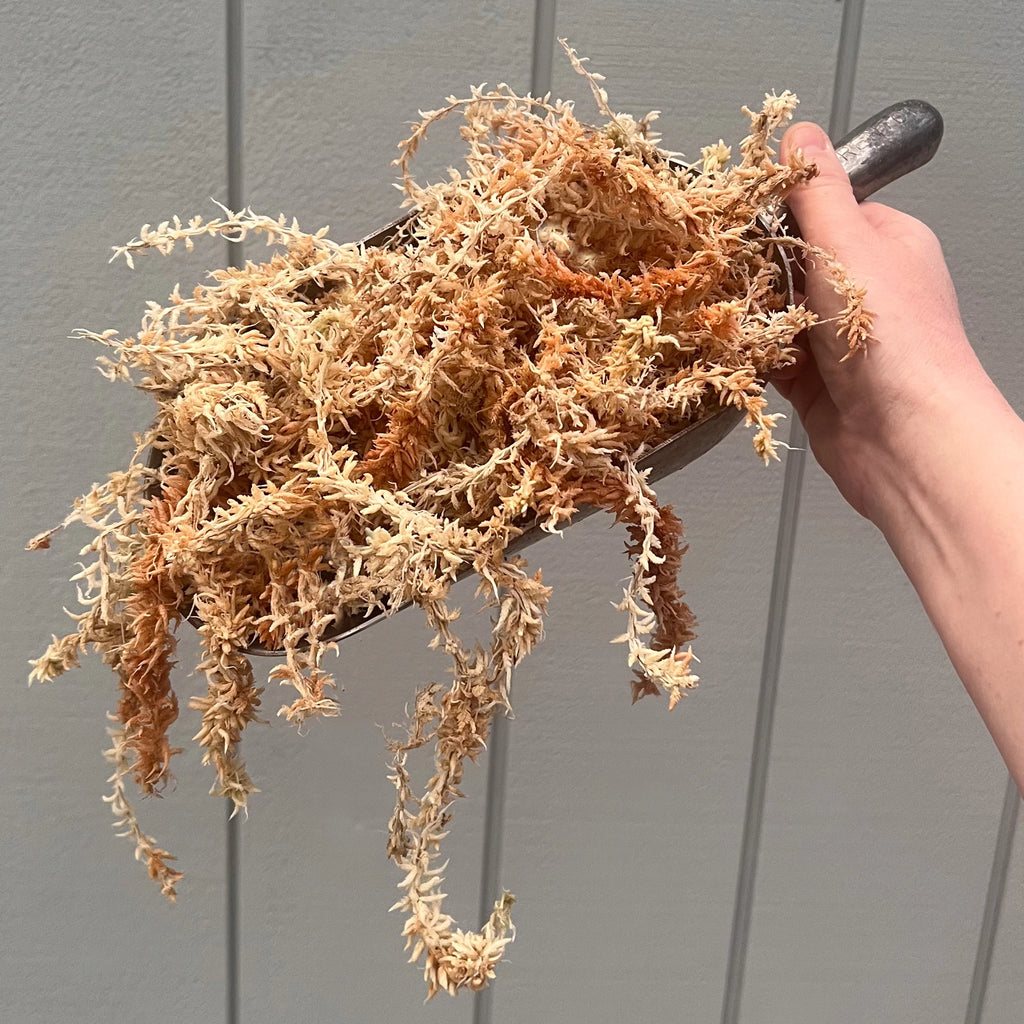 Premium New Zealand Sphagnum Moss in hand, ideal for indoor plants and terrariums. Chalet Boutique, Australia.