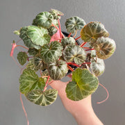 Saxifraga Stolonifera 'Strawberry Begonia' with textured leaves, held by a hand, perfect for indoor decoration. Chalet Boutique, Australia.