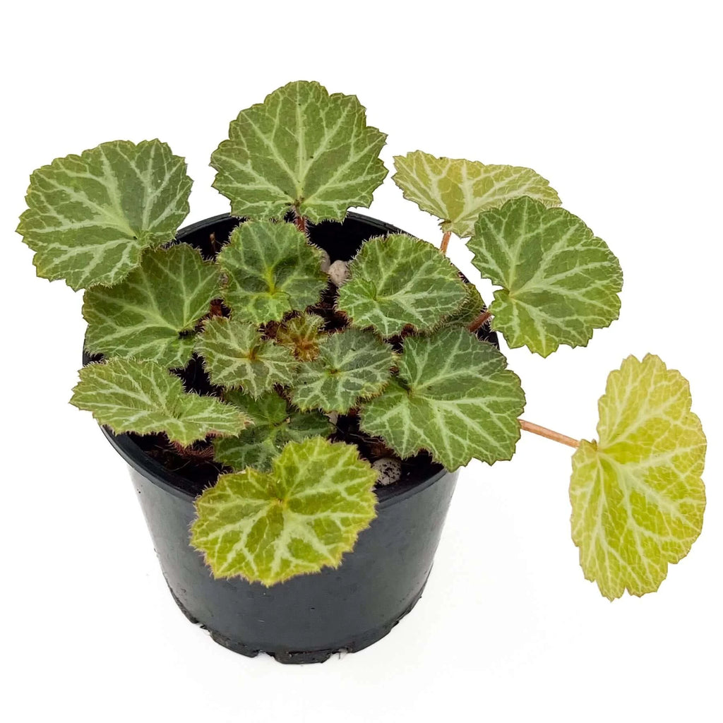 Saxifraga Stolonifera 'Strawberry Begonia' | Indoor Plant | Chalet Boutique - Australia