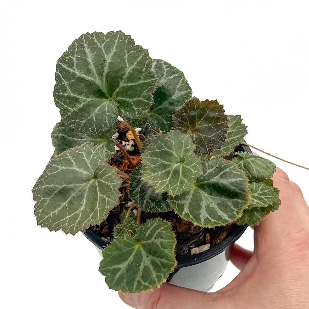 Saxifraga Stolonifera 'Strawberry Begonia' | Indoor Plant | Chalet Boutique - Australia