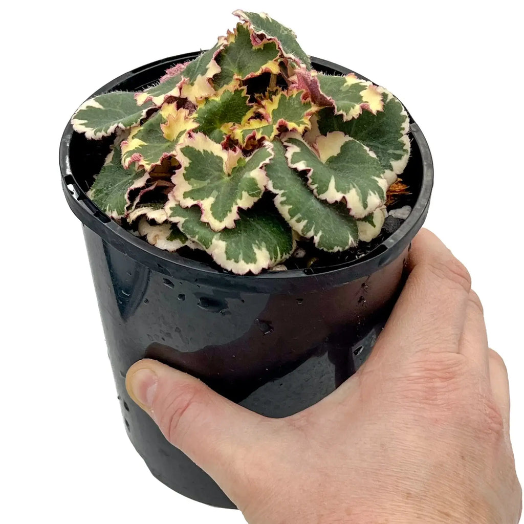 Variegated Strawberry Begonia plant in pot, perfect rare indoor plant for Australian homes. Buy at Chalet Boutique, Australia.