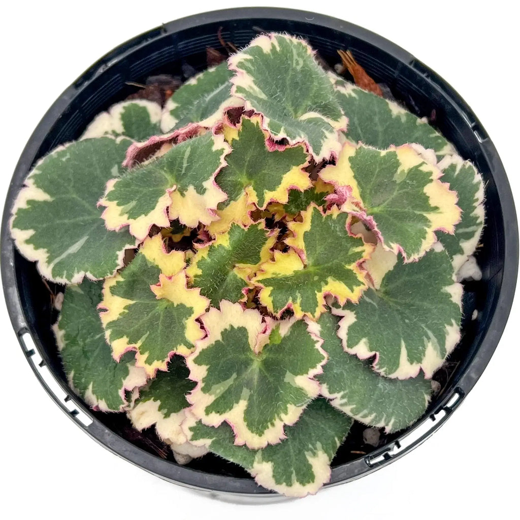 Strawberry Begonia Variegated | Indoor Plant | Chalet Boutique - Australia