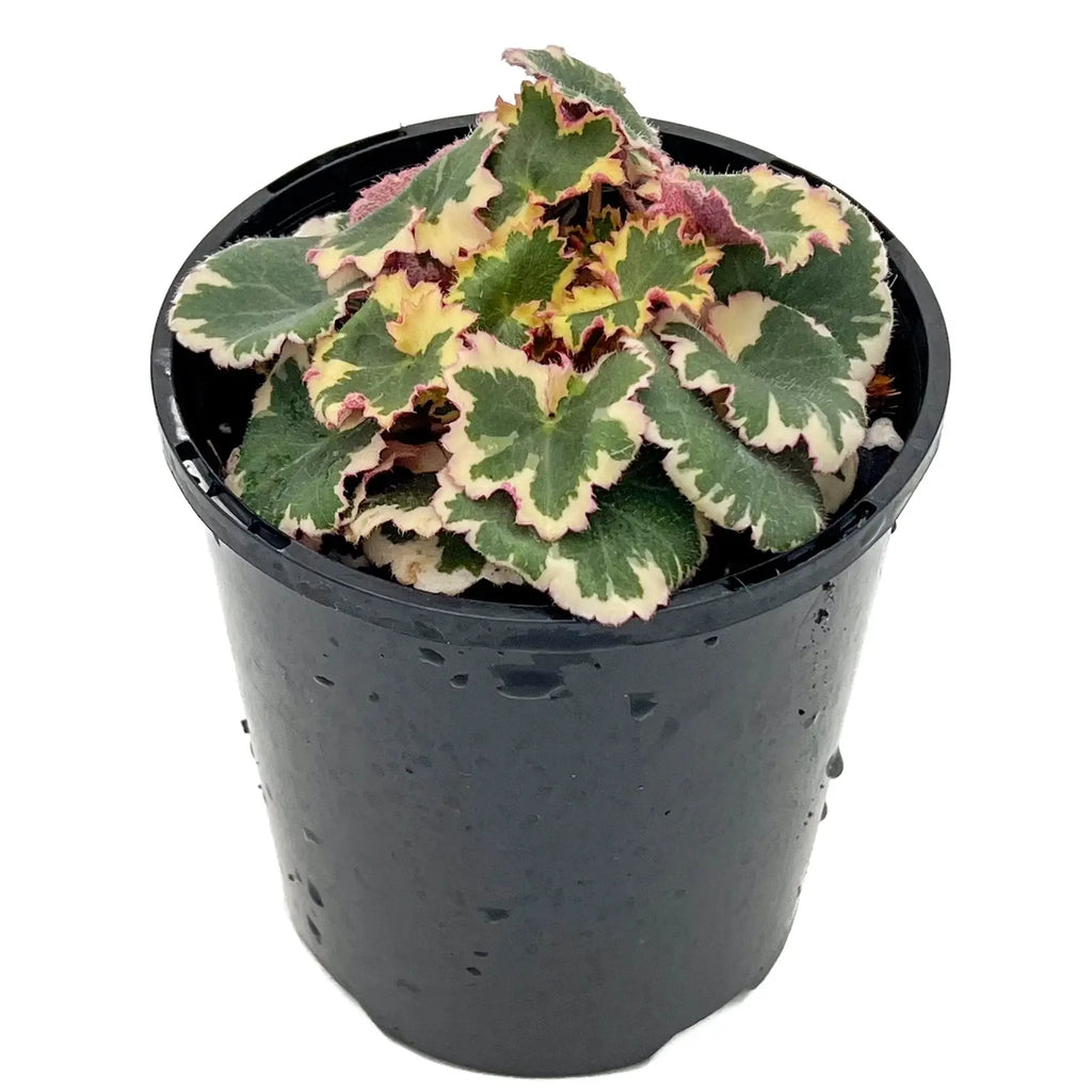 Variegated Strawberry Begonia plant in black pot, perfect for indoors. Rare and unique houseplant. Chalet Boutique, Australia.