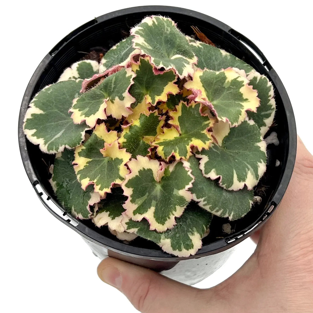 Strawberry Begonia Variegated | Indoor Plant | Chalet Boutique - Australia