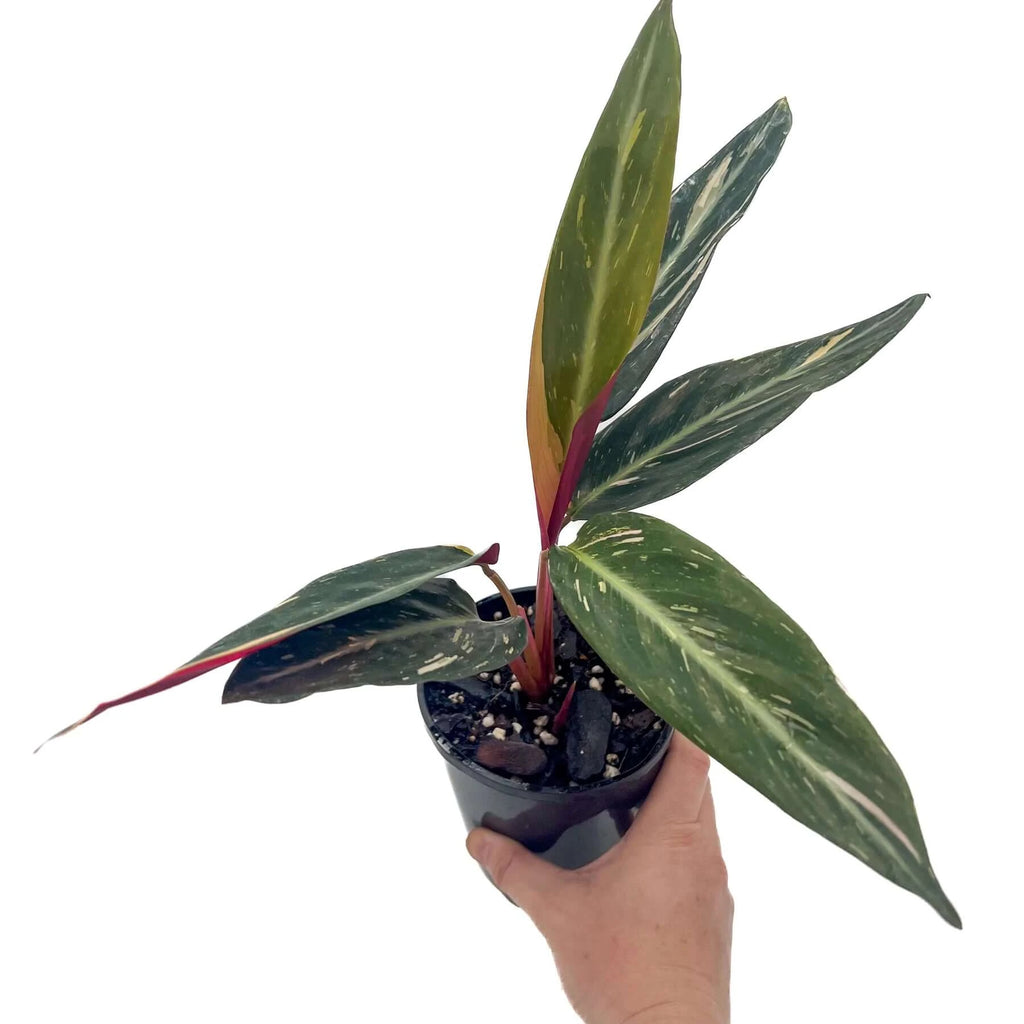 Stromanthe 'Magic Star' | Indoor Plant | Chalet Boutique - Australia