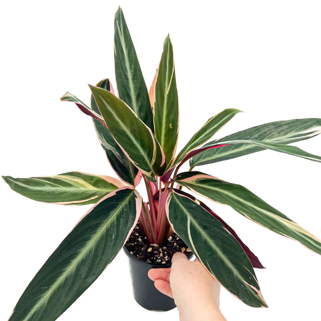 Stromanthe Tricolour ‘Triostar’ | Indoor Plant | Chalet Boutique - Australia