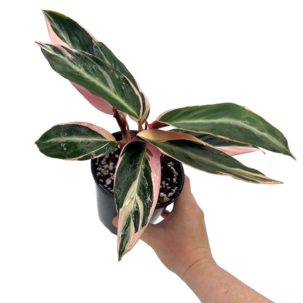 Stromanthe Sanguinea Tricolour | Indoor Plant | Chalet Boutique - Australia