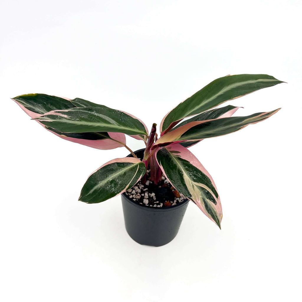 Stromanthe Sanguinea Tricolour | Indoor Plant | Chalet Boutique - Australia