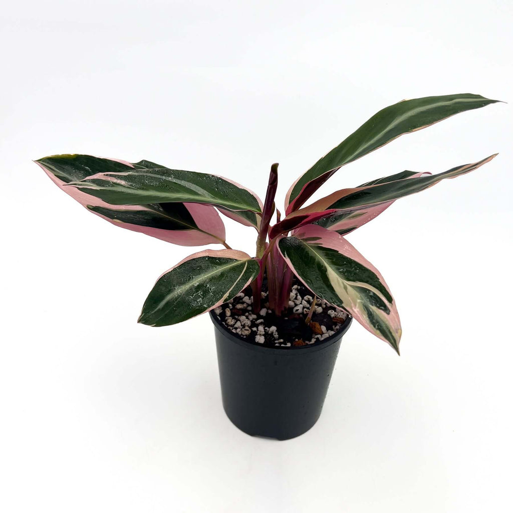 Stromanthe Sanguinea Tricolour | Indoor Plant | Chalet Boutique - Australia