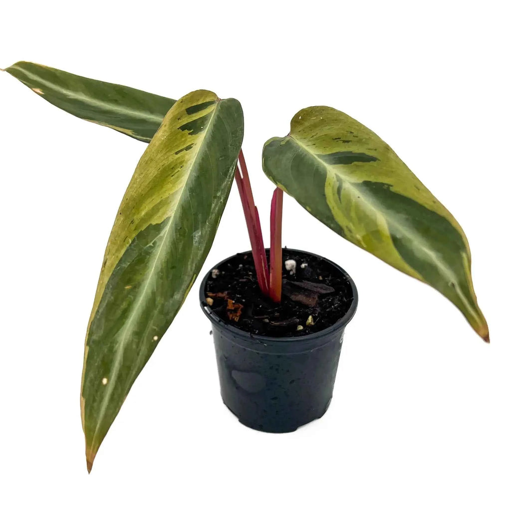 Stromanthe sanguinea 'Horticolour'