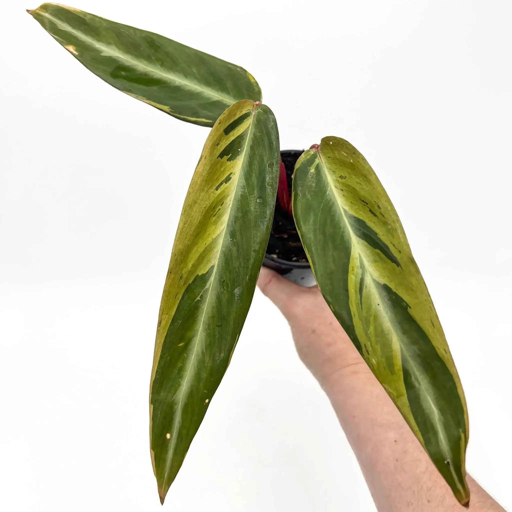 Stromanthe sanguinea 'Horticolour'